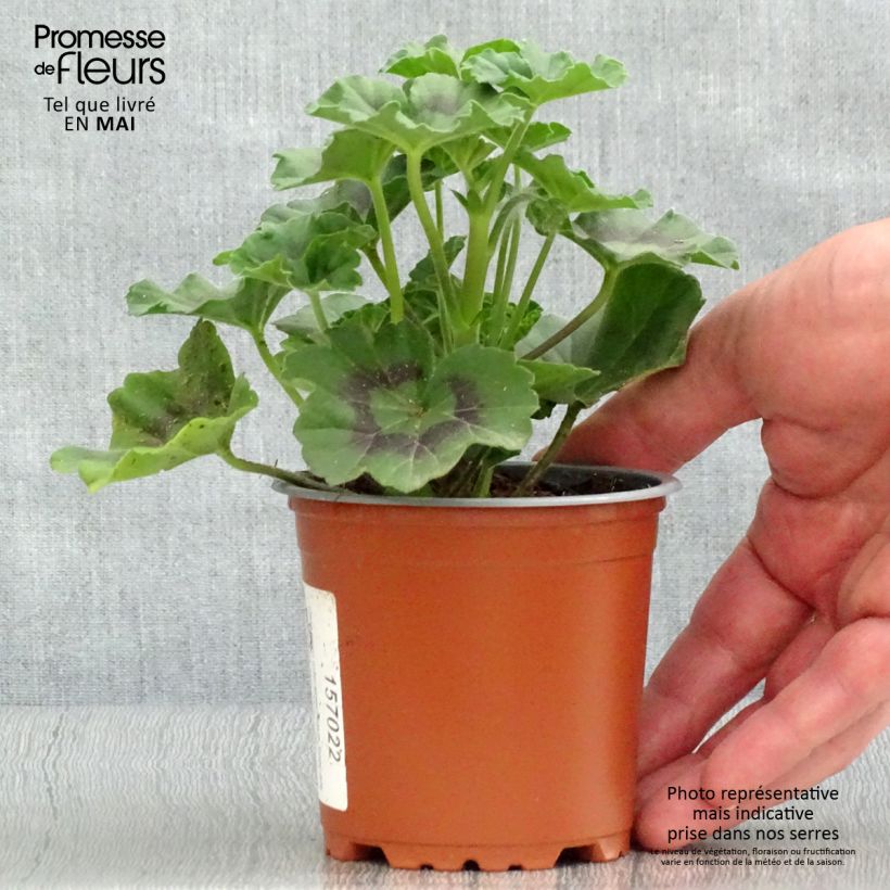 Pelargonium Interspecific Specials Alm-Geranium Scarlet 8/9 cm pot sample as delivered in spring