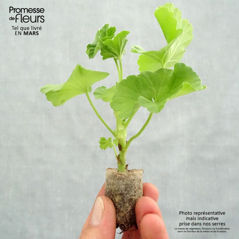Pelargonium TwoinOne White Plug plant 3/4cm sample as delivered in spring