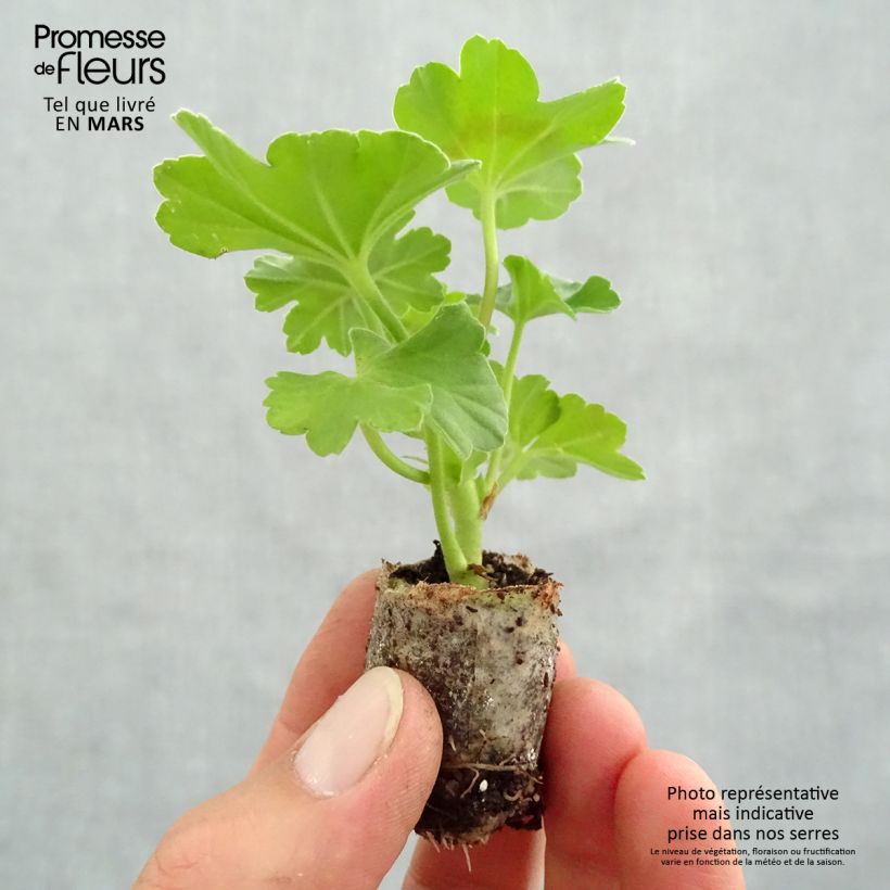 Pelargonium TwoinOne Dark Red Plug plant 3/4cm sample as delivered in spring