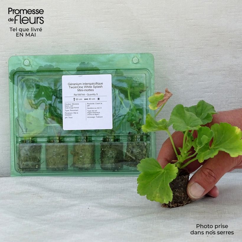 Pelargonium TwoinOne White Splash Plug plant 3/4cm sample as delivered in spring