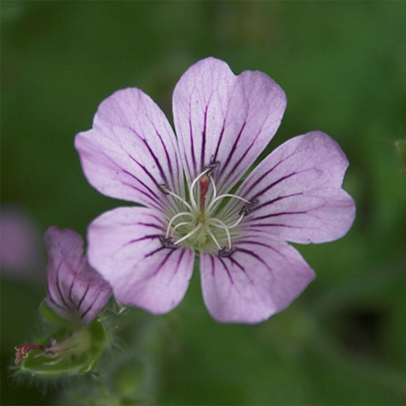 Geranium Karen Wouters (Flowering)