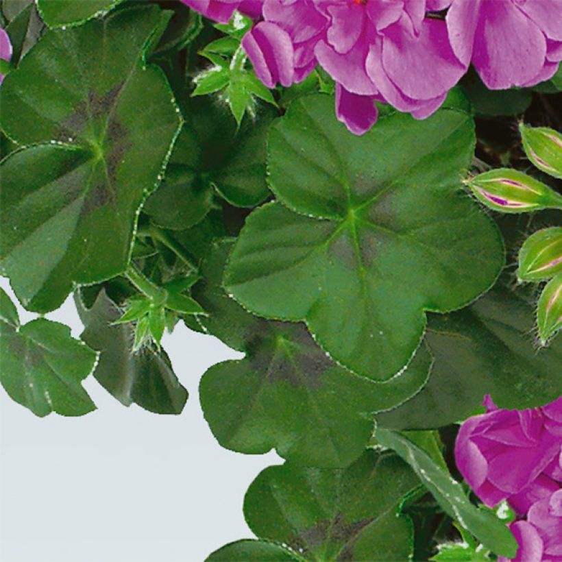 Pelargonium peltatum Amelit (Foliage)