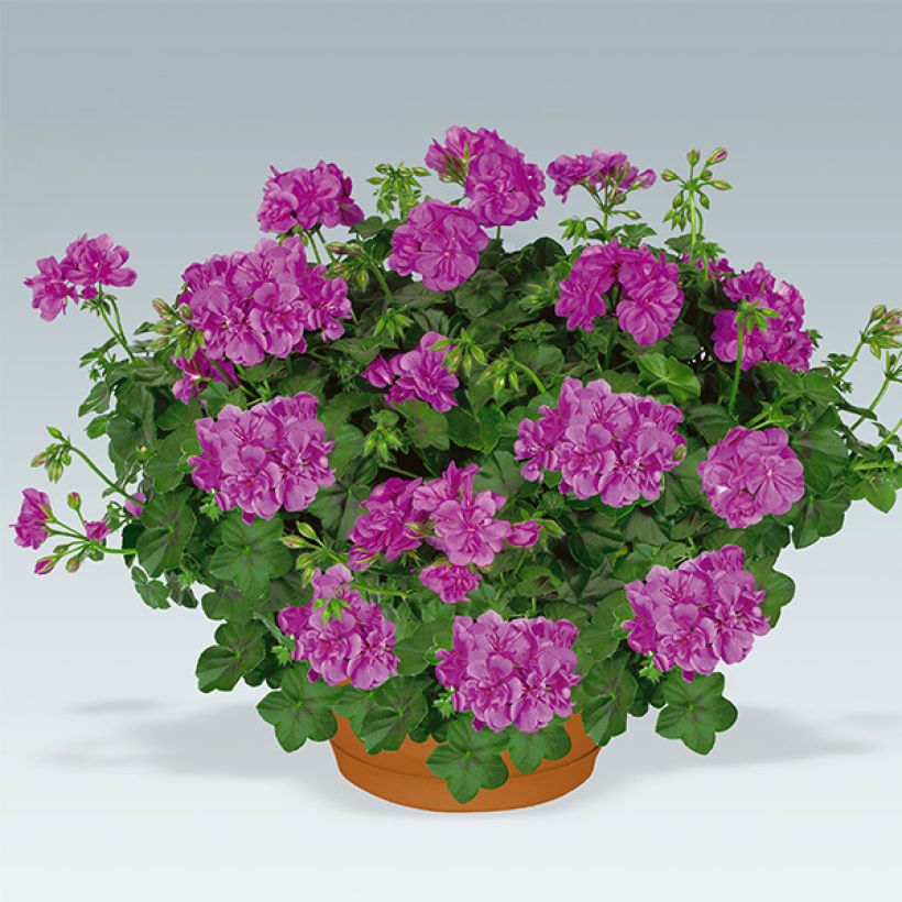 Pelargonium peltatum Amelit (Plant habit)