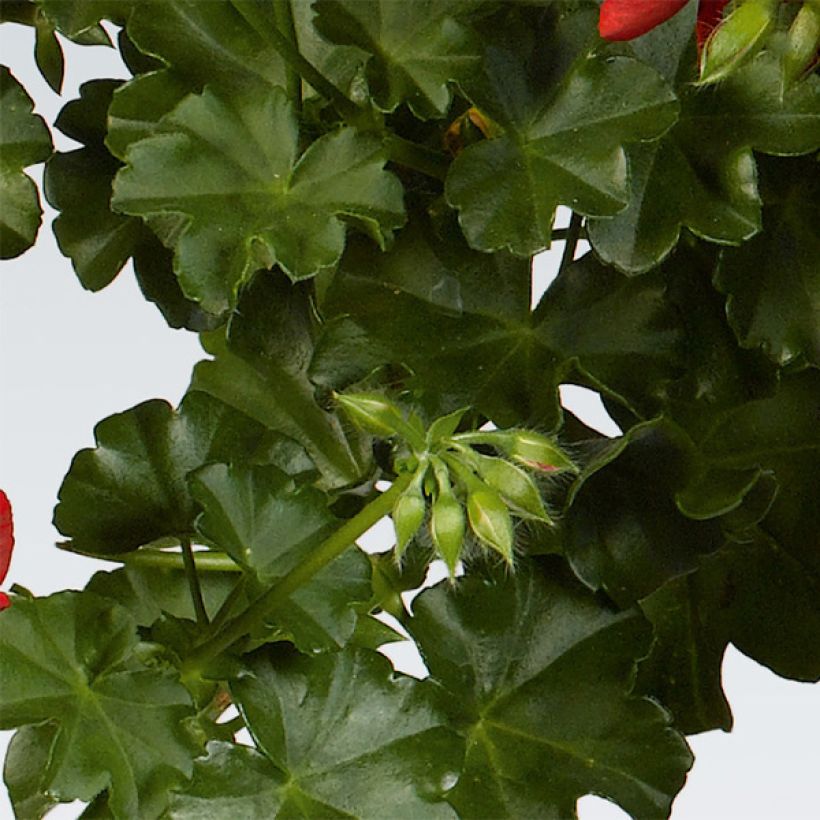 Pelargonium peltatum Balcon Desrumeaux (Foliage)