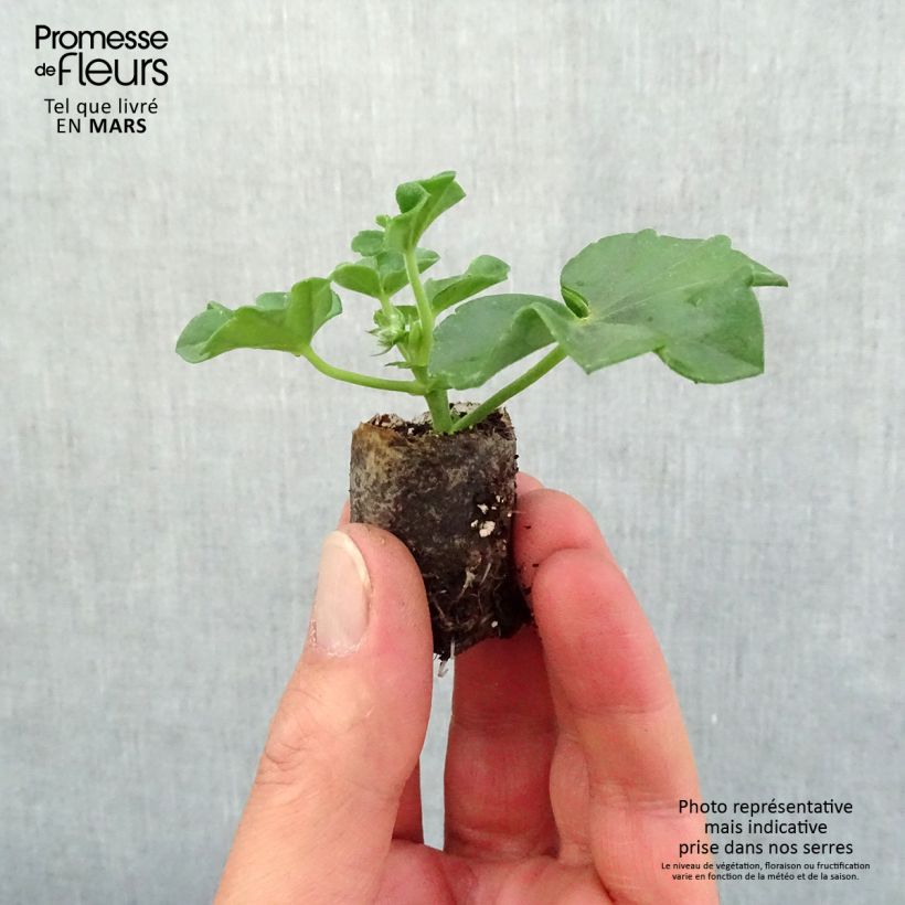 Pelargonium Blanche Roche - Ivy Geranium Plug plant 3/4cm sample as delivered in spring