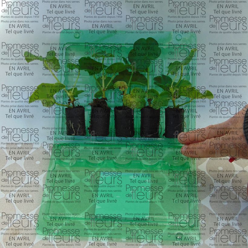 Example of Pelargonium Mexica Tomcat - Ivy Geranium Plug plant 3/4cm specimen as delivered