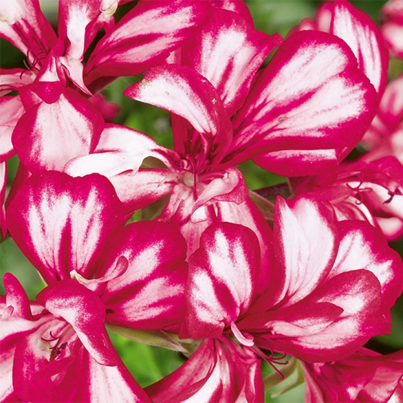 Pelargonium Rouletta - Ivy Geranium (Flowering)