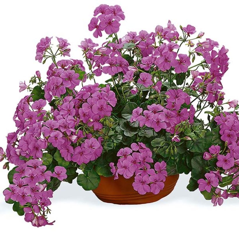 Pelargonium Happy Face Amethyst - Ivy Geranium (Flowering)