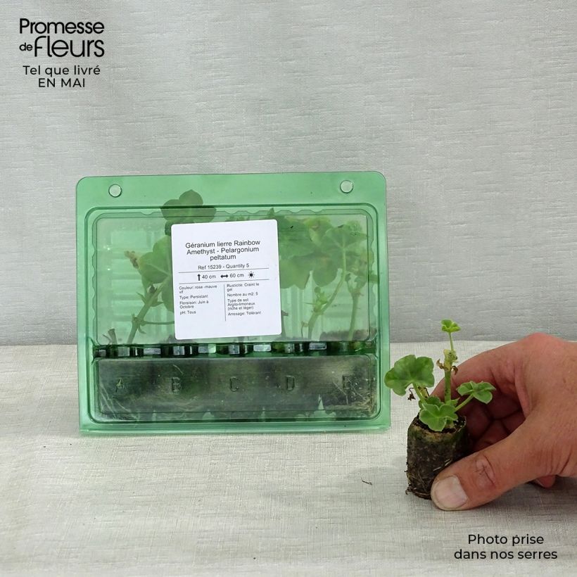 Pelargonium Rainbow Amethyst - Ivy Geranium Plug plant 3/4cm sample as delivered in spring