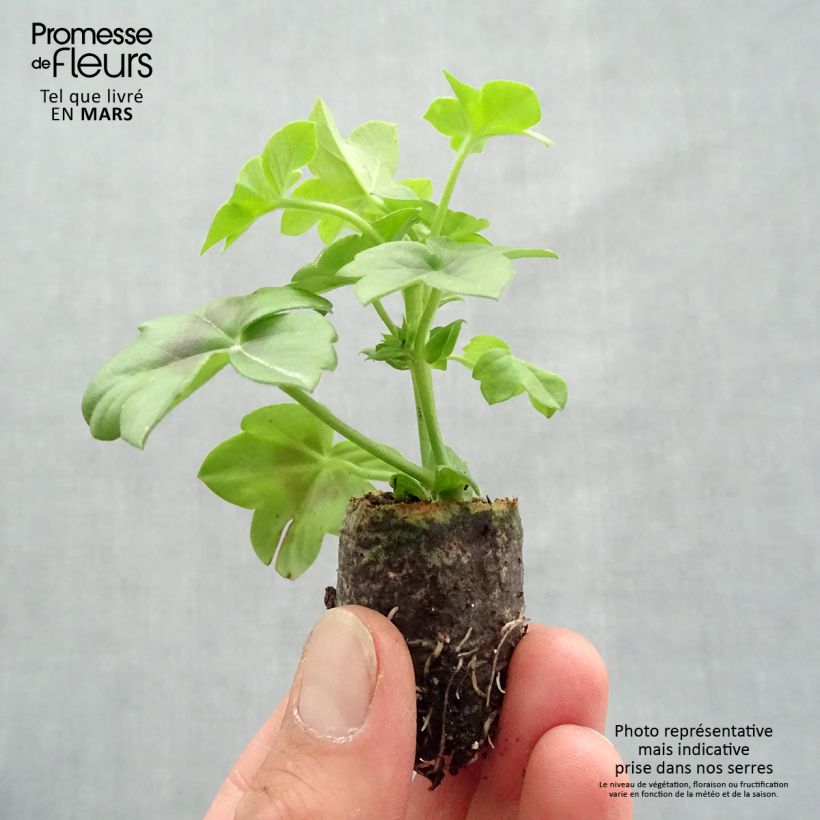 Pelargonium Rainbow Amethyst - Ivy Geranium sample as delivered in spring