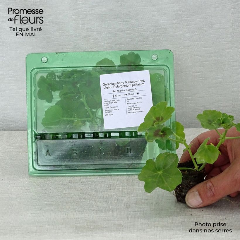 Pelargonium Rainbow Pink Light - Ivy Geranium Plug plant 3/4cm sample as delivered in spring