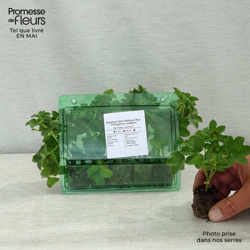Pelargonium Rainbow Red - Ivy Geranium Plug plant 3/4cm sample as delivered in spring