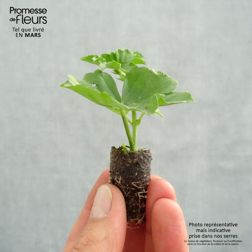 Pelargonium peltatum Balcon Desrumeaux sample as delivered in spring