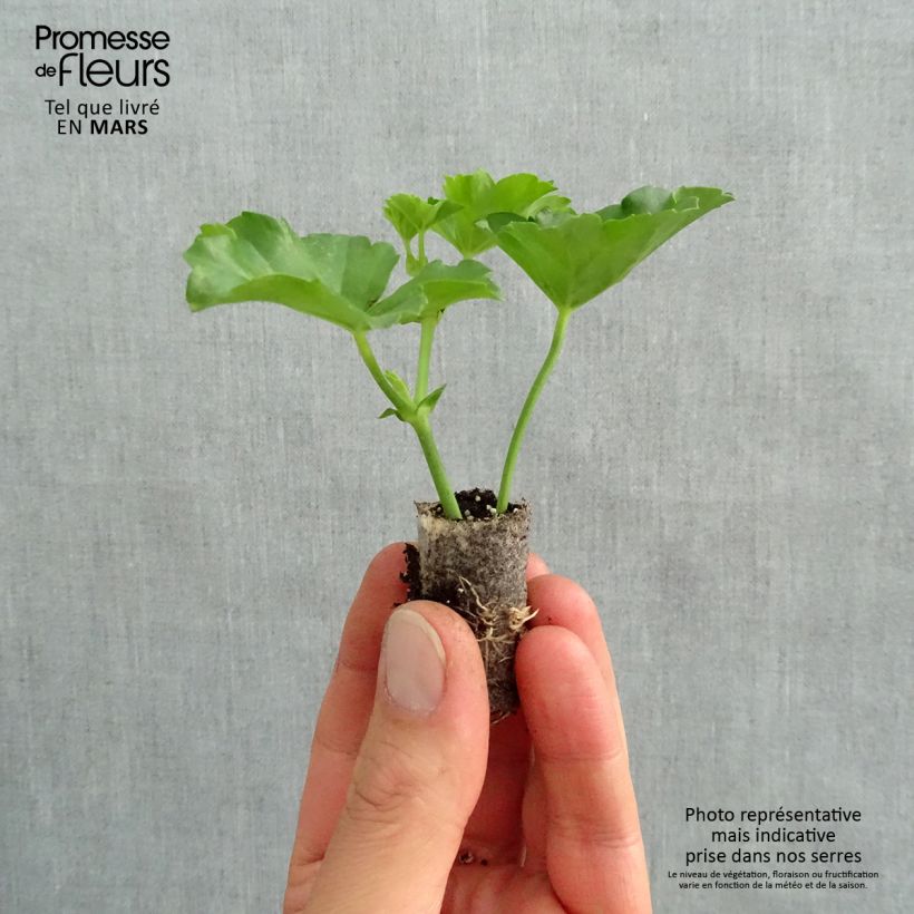 Pelargonium peltatum Balcon Lilas Plug plant 1.5/2.5 cm sample as delivered in spring
