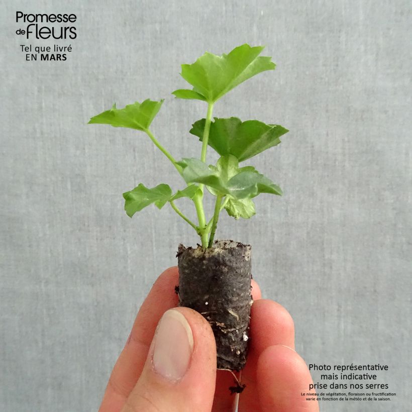 Pelargonium  peltatum Balcon Imperial Red Plug plant 1.5/2.5 cm sample as delivered in spring
