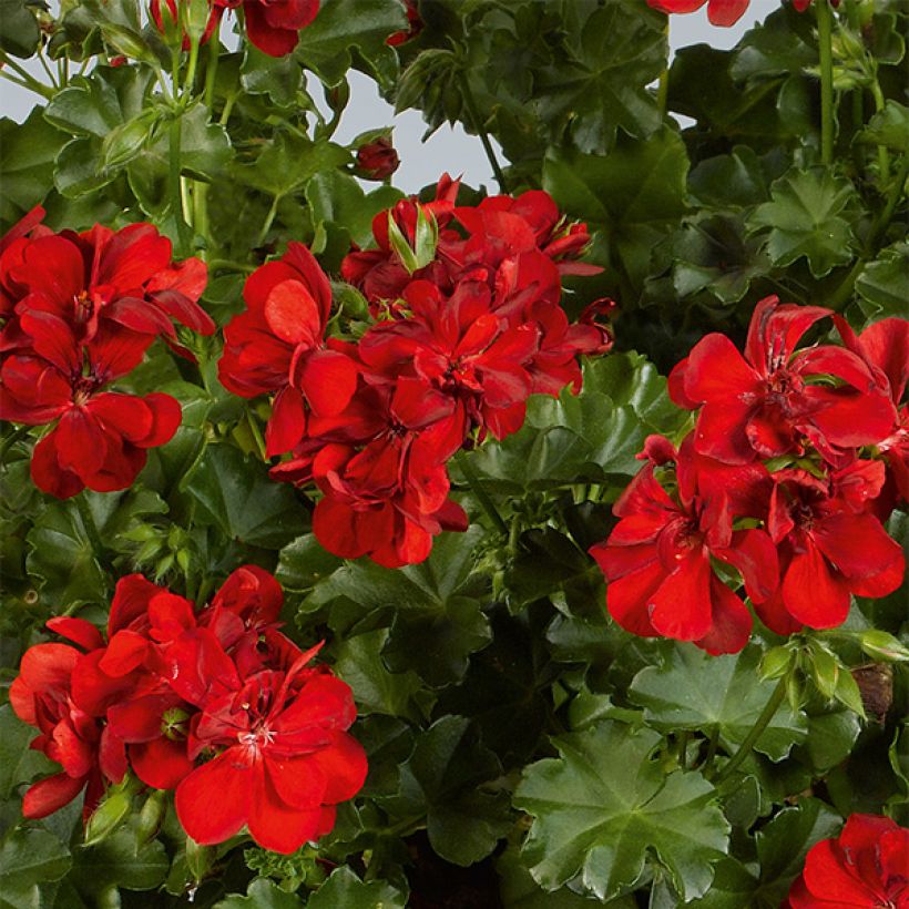 Pelargonium peltatum Ruby (Flowering)