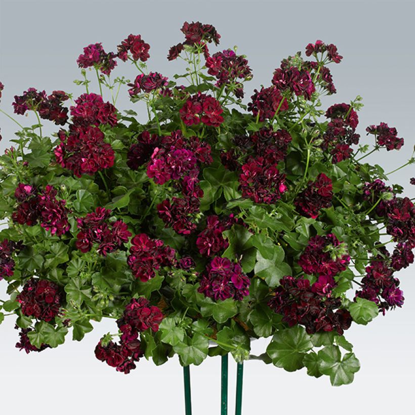 Pelargonium Tommy - Ivy Geranium (Plant habit)