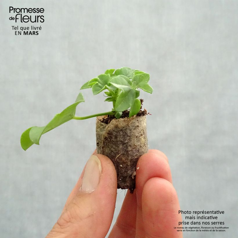 Pelargonium Ville de Dresden sample as delivered in spring