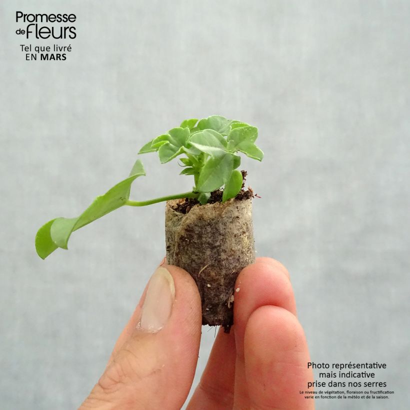 Pelargonium Ville de Dresden Plug plant 3/4cm sample as delivered in spring