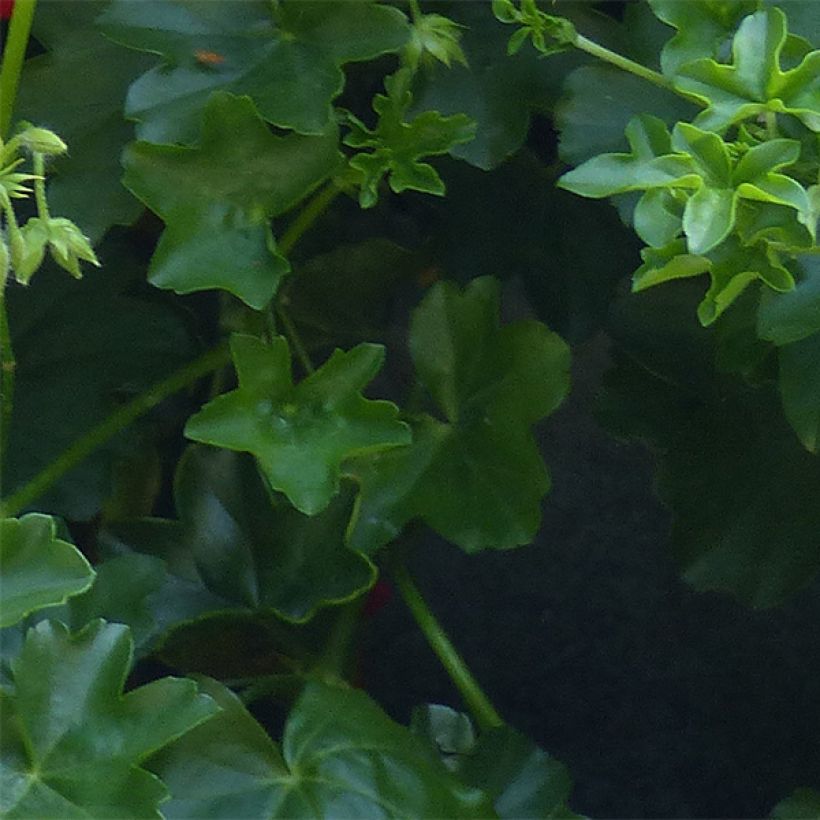 Pelargonium Ville de Dresden (Foliage)