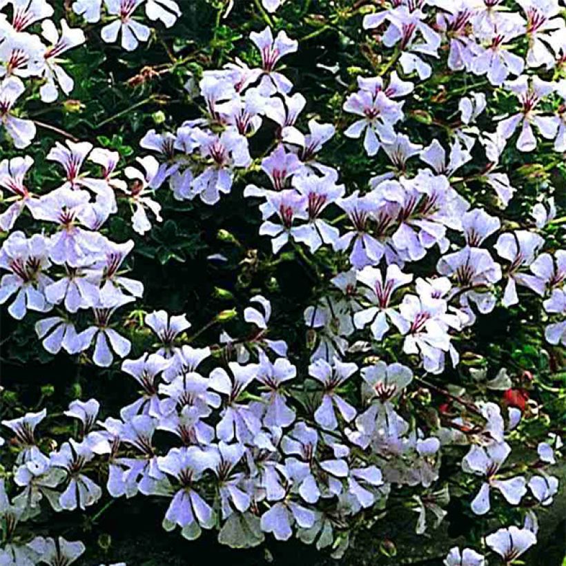 Pelargonium Ville de Dresden (Flowering)