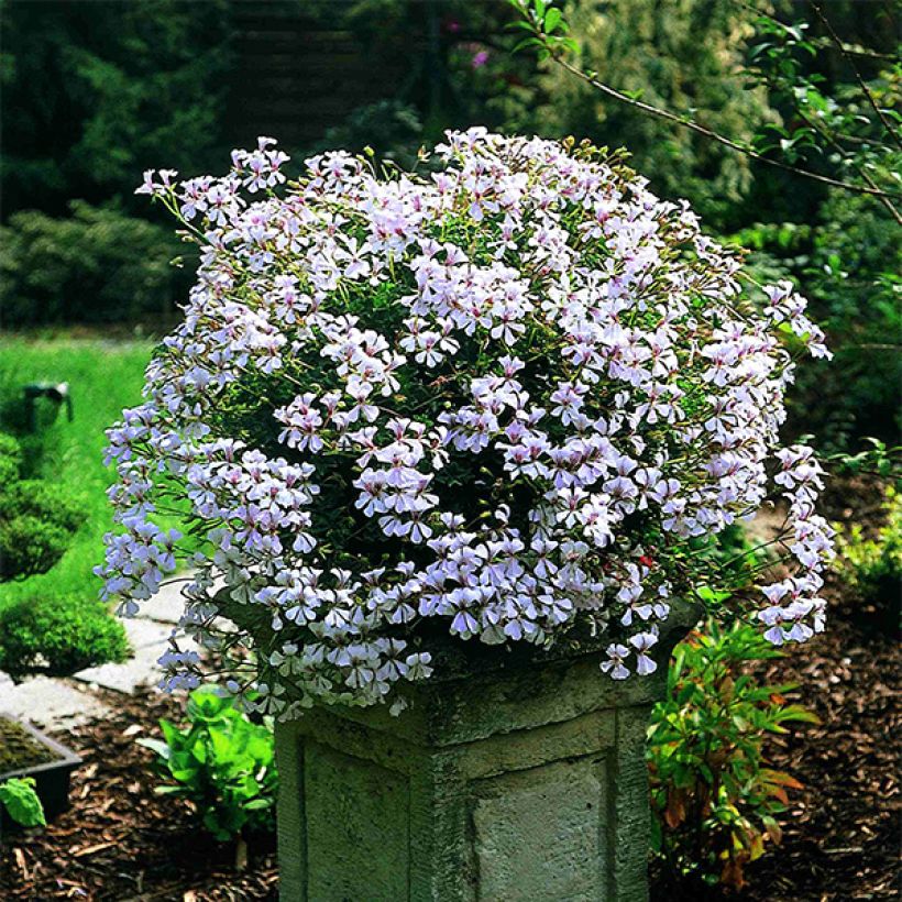 Pelargonium Ville de Dresden (Plant habit)