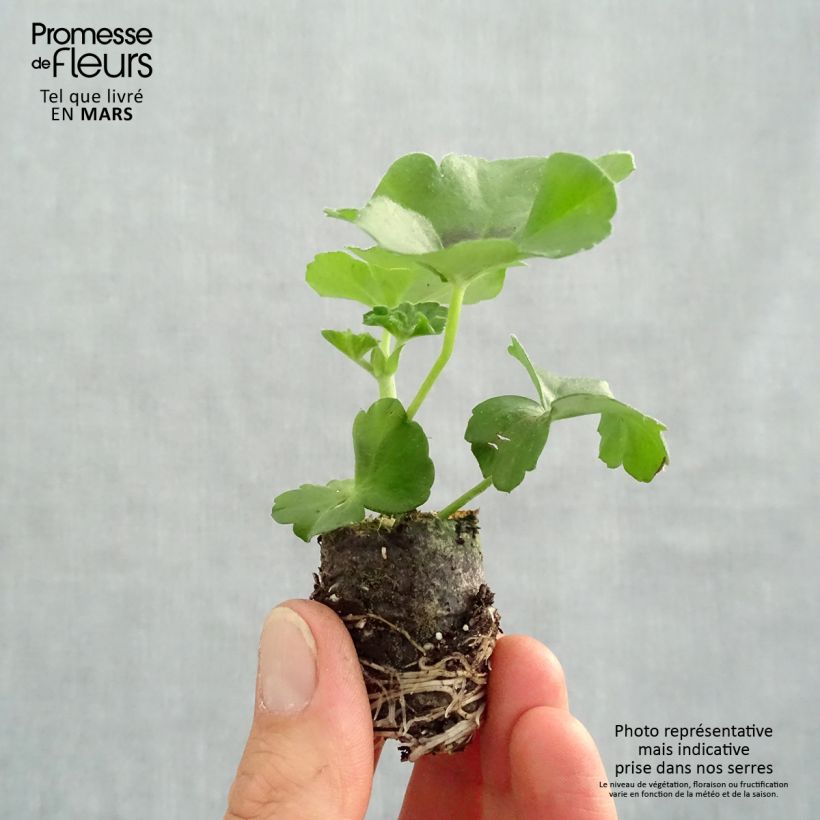 Pelargonium Moonflair Dark Pink - Ivy Geranium Plug plant 3/4cm sample as delivered in spring