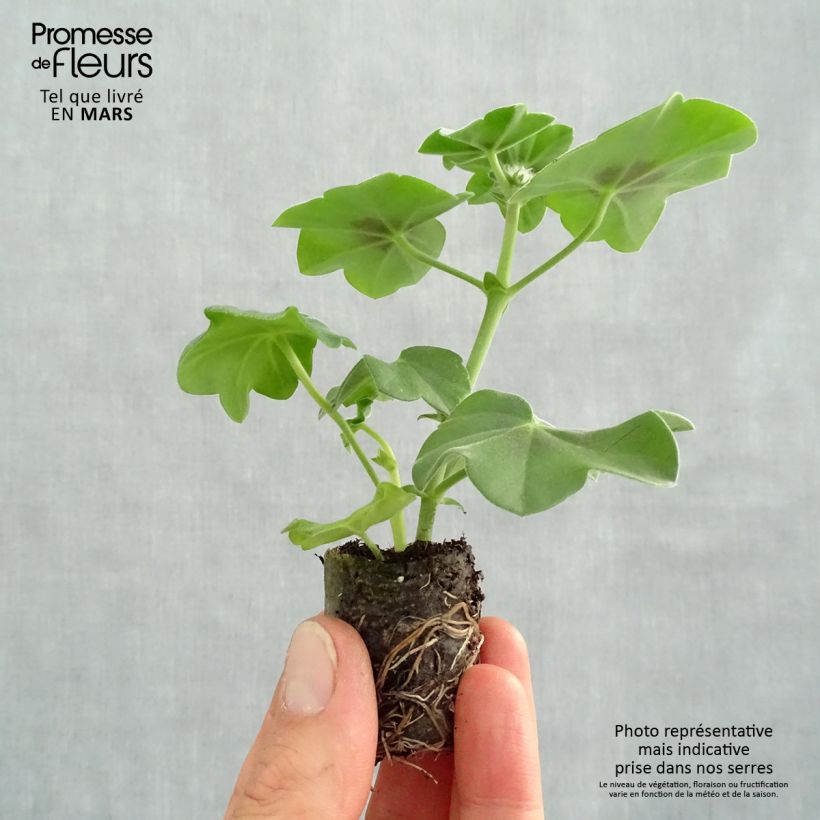 Pelargonium Moonflair Red - Ivy Geranium sample as delivered in spring