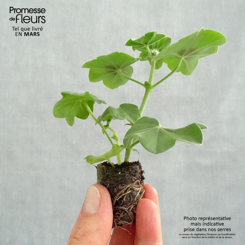 Pelargonium Moonflair Red - Ivy Geranium Plug plant 3/4cm sample as delivered in spring