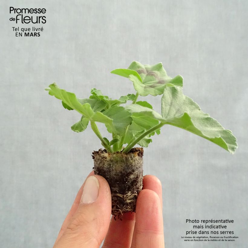 Pelargonium Moonflair White - Ivy Geranium sample as delivered in spring