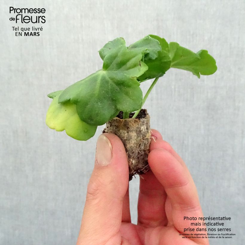Pelargonium peltatum Amelit Plug plant 3/4cm sample as delivered in spring
