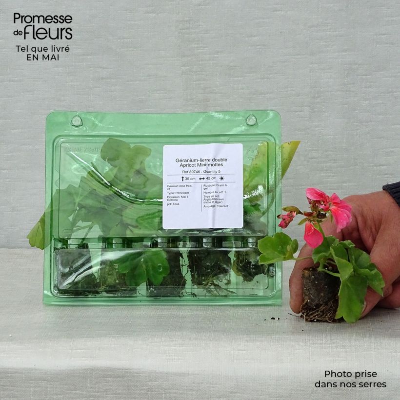 Pelargonium Double Apricot - Ivy Geranium Plug plant 3/4cm sample as delivered in spring