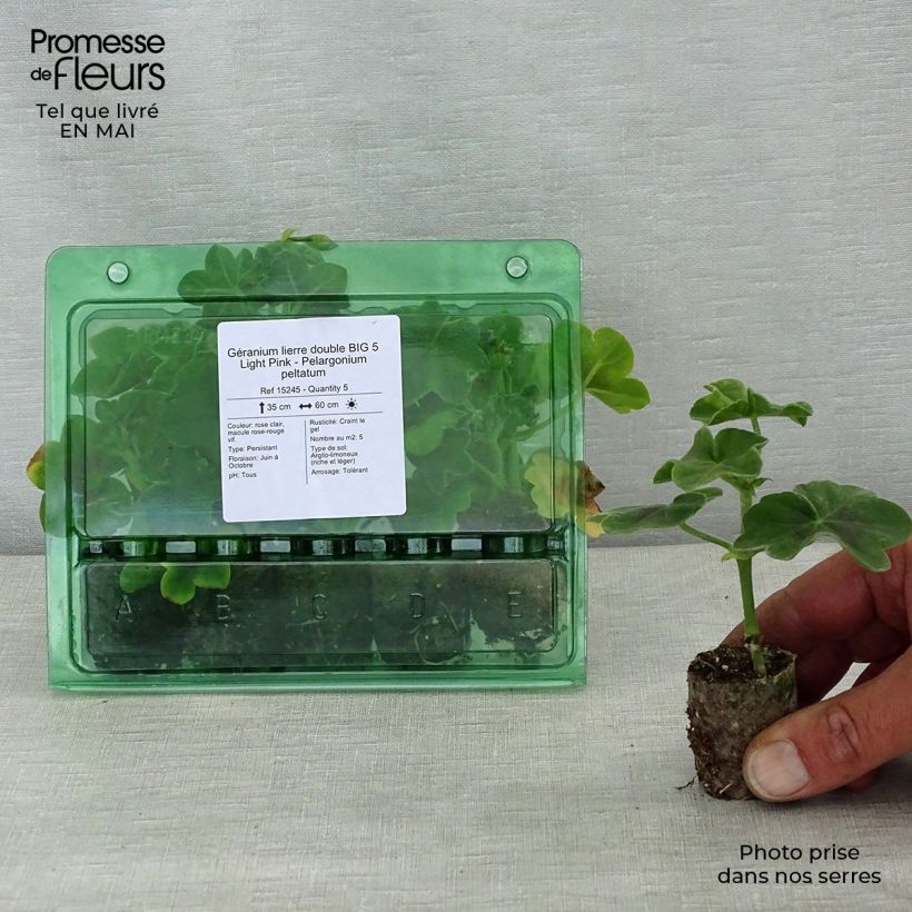 Pelargonium Big 5 Light Pink - Ivy Geranium Plug plant 3/4cm sample as delivered in spring