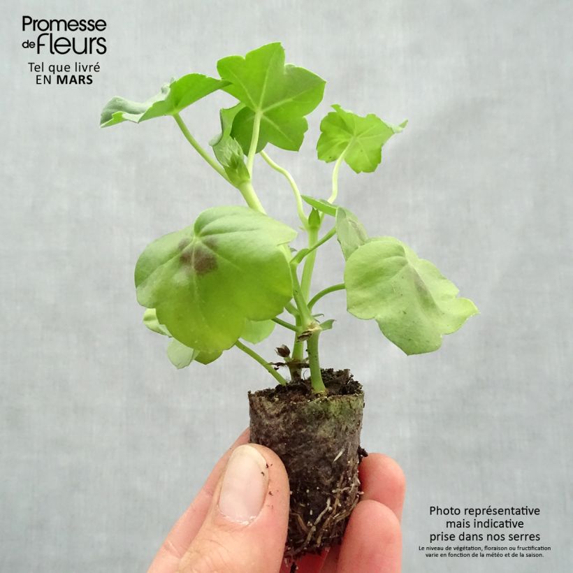 Pelargonium Big 5 Neon Pink - Ivy Geranium Plug plant 3/4cm sample as delivered in spring