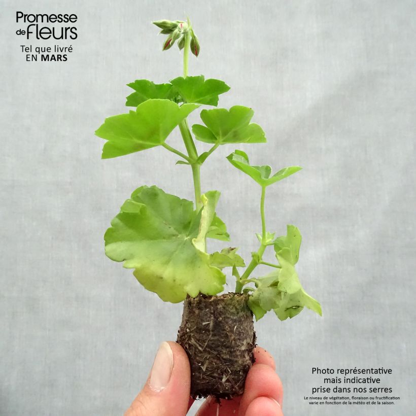 Pelargonium Big 5 Red Devil - Ivy Geranium Plug plant 3/4cm sample as delivered in spring