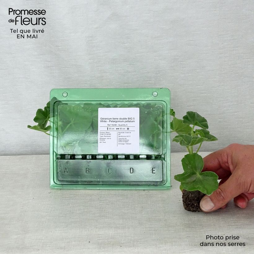 Pelargonium Big 5 White - Ivy Geranium Plug plant 3/4cm sample as delivered in spring