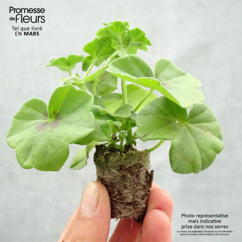 Pelargonium Big 5 White - Ivy Geranium sample as delivered in spring