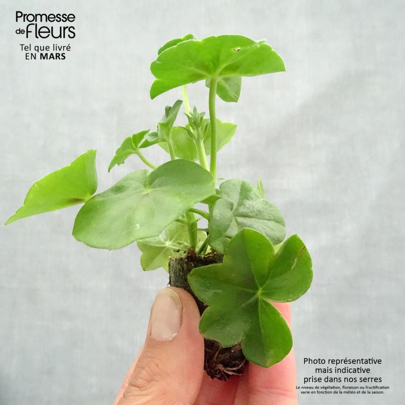 Pelargonium Big 5 Amethyst - Ivy Geranium Plug plant 3/4cm sample as delivered in spring