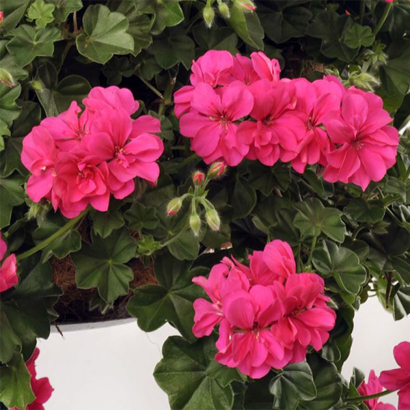 Pelargonium Rocky - Ivy Geranium (Flowering)