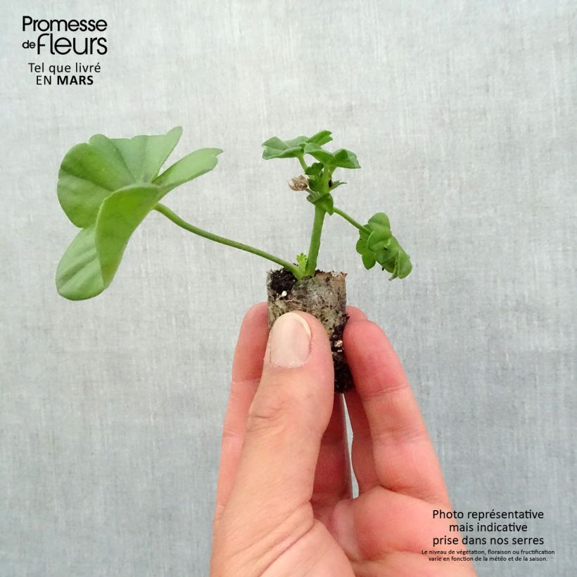 Pelargonium Rocky - Ivy Geranium Plug plant 3/4cm sample as delivered in spring