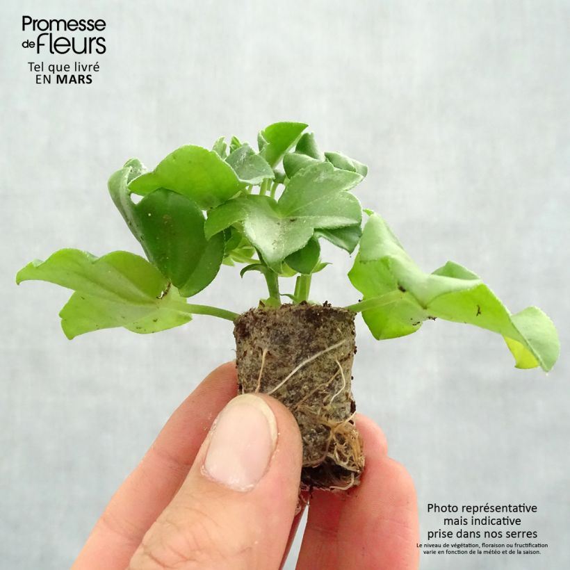 Pelargonium Rouletta - Ivy Geranium sample as delivered in spring