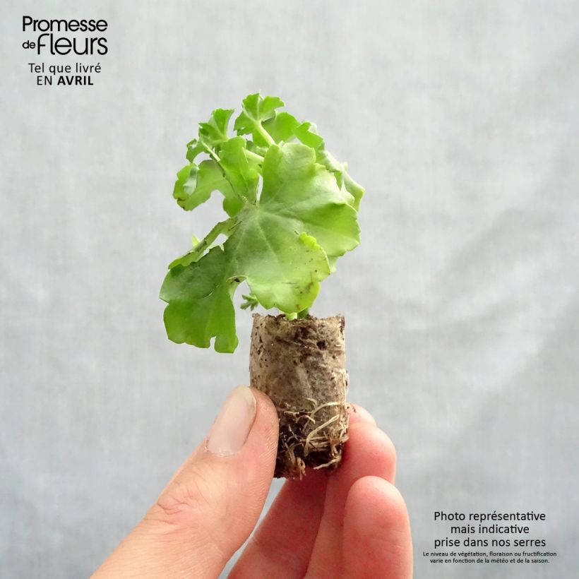 Pelargonium peltatum Ruby sample as delivered in spring