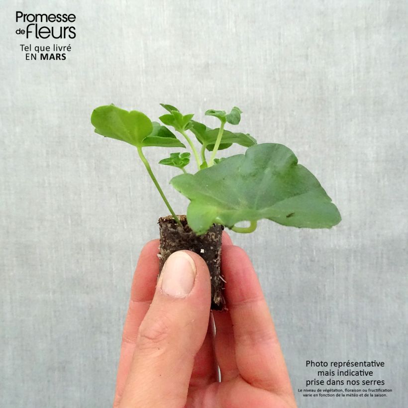 Pelargonium Tommy - Ivy Geranium Plug plant 3/4cm sample as delivered in spring