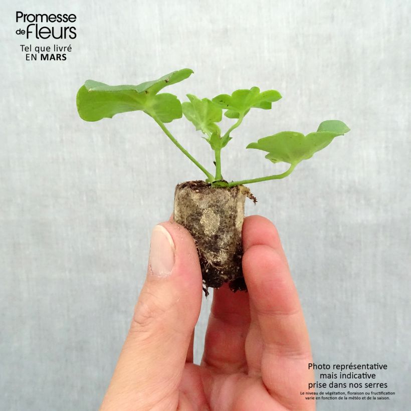 Pelargonium Happy Face Amethyst - Ivy Geranium sample as delivered in spring