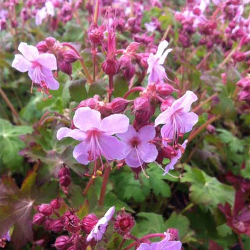 Geranium macrorrhizum Olympos (Plant habit)