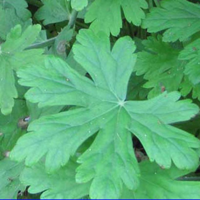 Geranium macrorrhizum Czakor (Foliage)