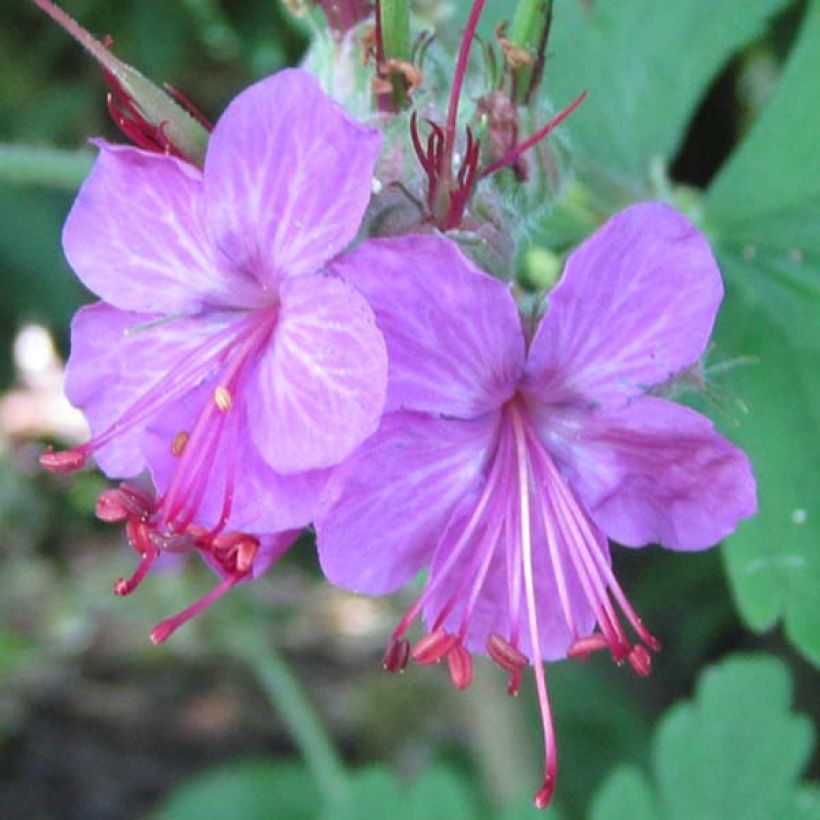 Geranium macrorrhizum Czakor (Flowering)