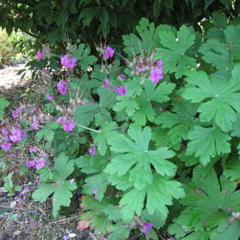 Geranium macrorrhizum Czakor (Plant habit)