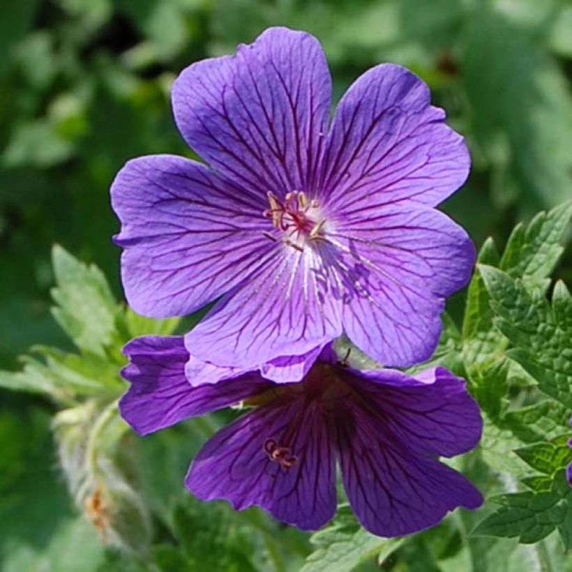 Geranium magnificum (Flowering)