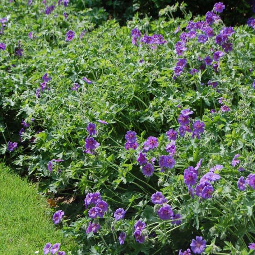 Geranium magnificum (Plant habit)